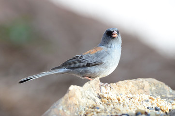 Southwest USA Beautiful Dark-eyed Junco  is a medium-sized sparrow with a rounded head a short, stout bill and a fairly long, conspicuous tail.