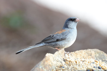 Southwest USA Beautiful Dark-eyed Junco  is a medium-sized sparrow with a rounded head a short, stout bill and a fairly long, conspicuous tail.