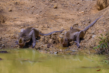 Crab-eating macaque (Macaca fascicularis) drinking water 