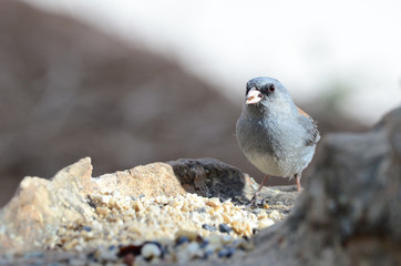 Southwest USA Beautiful Dark-eyed Junco  is a medium-sized sparrow with a rounded head a short, stout bill and a fairly long, conspicuous tail.
