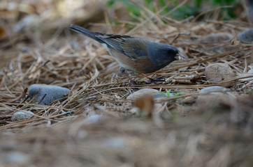 Southwest USA Beautiful Dark-eyed Junco  is a medium-sized sparrow with a rounded head a short, stout bill and a fairly long, conspicuous tail.