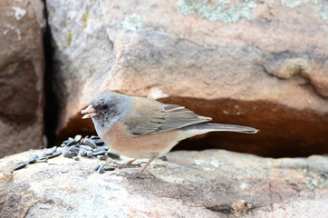 Southwest USA Beautiful Dark-eyed Junco  is a medium-sized sparrow with a rounded head a short, stout bill and a fairly long, conspicuous tail.