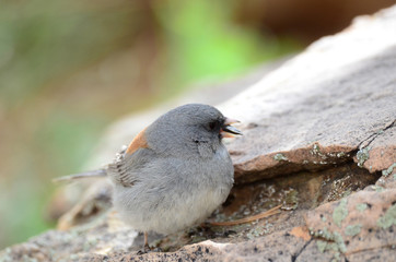 Southwest USA Beautiful Dark-eyed Junco  is a medium-sized sparrow with a rounded head a short, stout bill and a fairly long, conspicuous tail.