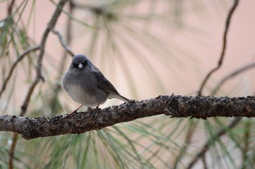 Southwest USA Beautiful Dark-eyed Junco  is a medium-sized sparrow with a rounded head a short, stout bill and a fairly long, conspicuous tail.