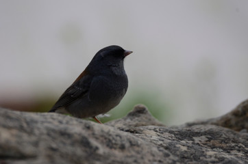 Southwest USA Beautiful Dark-eyed Junco  is a medium-sized sparrow with a rounded head a short, stout bill and a fairly long, conspicuous tail.