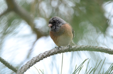 Southwest USA Beautiful Dark-eyed Junco  is a medium-sized sparrow with a rounded head a short, stout bill and a fairly long, conspicuous tail.