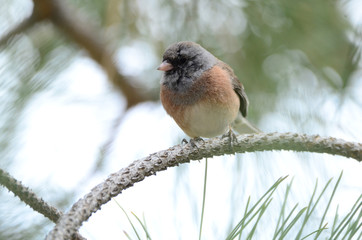 Southwest USA Beautiful Dark-eyed Junco  is a medium-sized sparrow with a rounded head a short, stout bill and a fairly long, conspicuous tail.