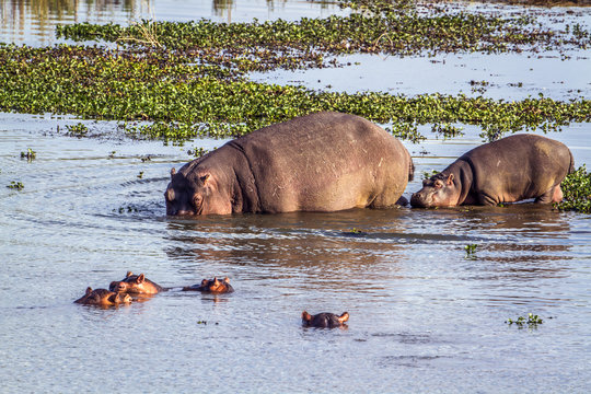 Hippopotamus in Kruger National park, South Africa