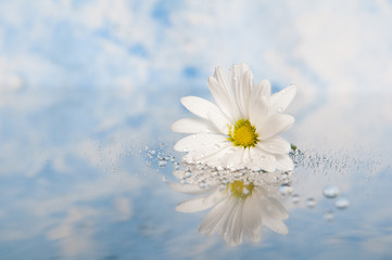 fresh white daisy with water droplets and a reflection
