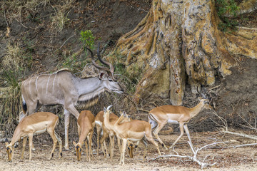 Greater kudu in Kruger National park, South Africa