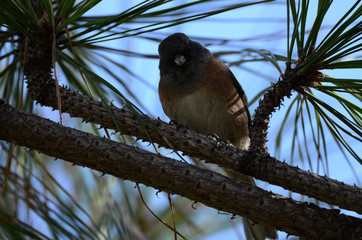 Southwest USA Beautiful Dark-eyed Junco  is a medium-sized sparrow with a rounded head a short, stout bill and a fairly long, conspicuous tail.