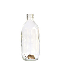 Baby rat sleeping in the bottle