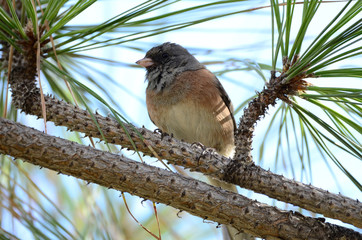 Southwest USA Beautiful Dark-eyed Junco  is a medium-sized sparrow with a rounded head a short, stout bill and a fairly long, conspicuous tail.