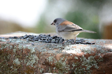 Southwest USA Beautiful Dark-eyed Junco  is a medium-sized sparrow with a rounded head a short, stout bill and a fairly long, conspicuous tail.