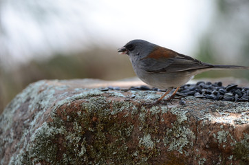 Southwest USA Beautiful Dark-eyed Junco  is a medium-sized sparrow with a rounded head a short, stout bill and a fairly long, conspicuous tail.