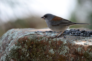 Southwest USA Beautiful Dark-eyed Junco  is a medium-sized sparrow with a rounded head a short, stout bill and a fairly long, conspicuous tail.