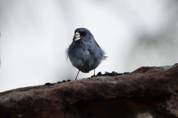 Southwest USA Beautiful Dark-eyed Junco  is a medium-sized sparrow with a rounded head a short, stout bill and a fairly long, conspicuous tail.