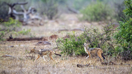 Black-backed jackal in Kruger National park, South Africa