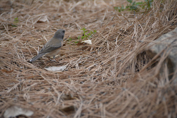 Southwest USA Beautiful Dark-eyed Junco  is a medium-sized sparrow with a rounded head a short, stout bill and a fairly long, conspicuous tail.
