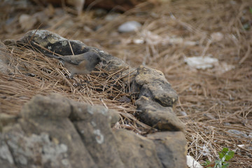 Southwest USA Beautiful Dark-eyed Junco  is a medium-sized sparrow with a rounded head a short, stout bill and a fairly long, conspicuous tail.