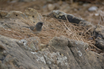 Southwest USA Beautiful Dark-eyed Junco  is a medium-sized sparrow with a rounded head a short, stout bill and a fairly long, conspicuous tail.
