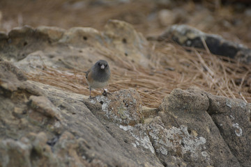 Southwest USA Beautiful Dark-eyed Junco  is a medium-sized sparrow with a rounded head a short, stout bill and a fairly long, conspicuous tail.