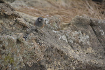 Southwest USA Beautiful Dark-eyed Junco  is a medium-sized sparrow with a rounded head a short, stout bill and a fairly long, conspicuous tail.