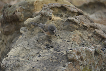 Southwest USA Beautiful Dark-eyed Junco  is a medium-sized sparrow with a rounded head a short, stout bill and a fairly long, conspicuous tail.