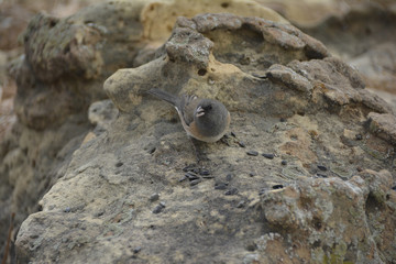 Southwest USA Beautiful Dark-eyed Junco  is a medium-sized sparrow with a rounded head a short, stout bill and a fairly long, conspicuous tail.