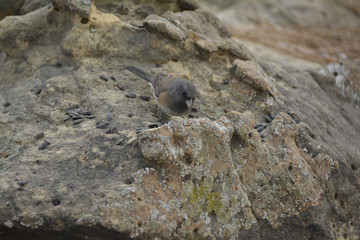 Southwest USA Beautiful Dark-eyed Junco  is a medium-sized sparrow with a rounded head a short, stout bill and a fairly long, conspicuous tail.