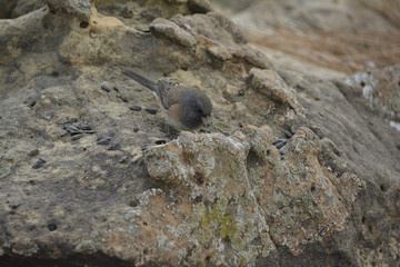 Southwest USA Beautiful Dark-eyed Junco  is a medium-sized sparrow with a rounded head a short, stout bill and a fairly long, conspicuous tail.