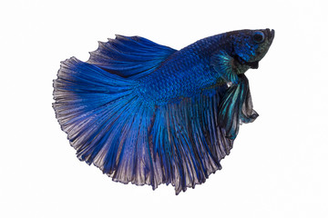 Betta Fish