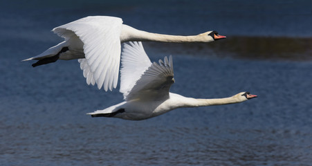 Mute Swan, cygnus olor