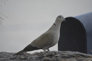 Southwest USA Beautiful Eurasian Collared-Dove Black collar visible on sides and back of neck chalky light brown to gray-buff birds with broad white patches in the tail.