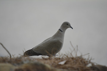 Southwest USA Beautiful Eurasian Collared-Dove Black collar visible on sides and back of neck chalky light brown to gray-buff birds with broad white patches in the tail.