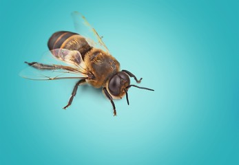 Bee.