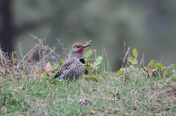 Southwest USA Beautiful Gilded flicker large common woodpecker gray brown face and red mustache barred stripes on top, spotted below black crescent on chest.
