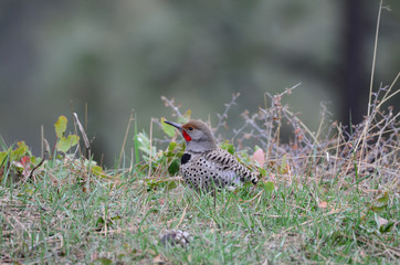 Southwest USA Beautiful Gilded flicker large common woodpecker gray brown face and red mustache barred stripes on top, spotted below black crescent on chest.