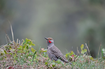 Southwest USA Beautiful Gilded flicker large common woodpecker gray brown face and red mustache...