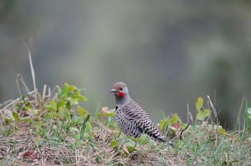 Southwest USA Beautiful Gilded flicker large common woodpecker gray brown face and red mustache barred stripes on top, spotted below black crescent on chest.