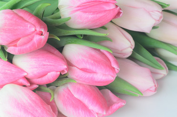 pink tulip flowers