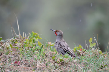 Southwest USA Beautiful Gilded flicker large common woodpecker gray brown face and red mustache...