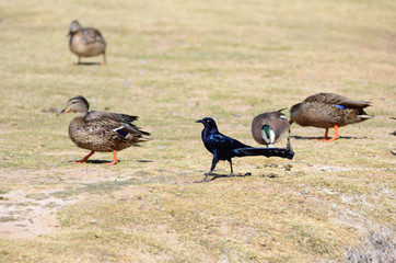 Southwest USA Beautiful Great-tailed Grackle Male are black with yellow eyes, and black bills and legs. Females are dark brown above, paler below