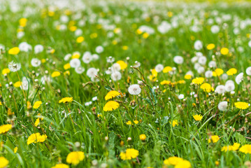 Blooming dandelion on green meadow in springtime garden