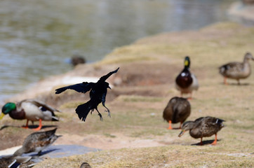 Southwest USA Beautiful Great-tailed Grackle Male are black with yellow eyes, and black bills and legs. Females are dark brown above, paler below,