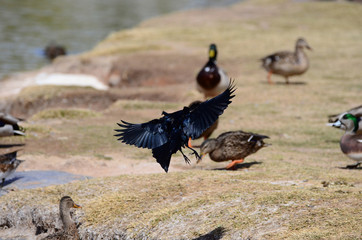 Southwest USA Beautiful Great-tailed Grackle Male are black with yellow eyes, and black bills and legs. Females are dark brown above, paler below,
