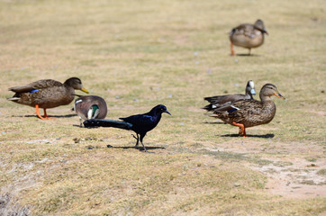 Southwest USA Beautiful Great-tailed Grackle Male are black with yellow eyes, and black bills and legs. Females are dark brown above, paler below,