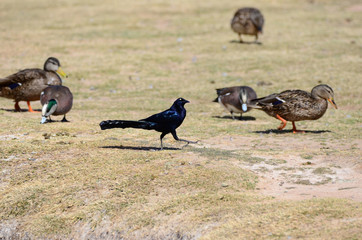 Southwest USA Beautiful Great-tailed Grackle Male are black with yellow eyes, and black bills and legs. Females are dark brown above, paler below,