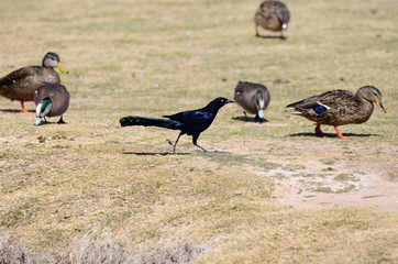 Southwest USA Beautiful Great-tailed Grackle Male are black with yellow eyes, and black bills and legs. Females are dark brown above, paler below,