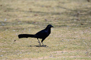 Southwest USA Beautiful Great-tailed Grackle Male are black with yellow eyes, and black bills and legs. Females are dark brown above, paler below,